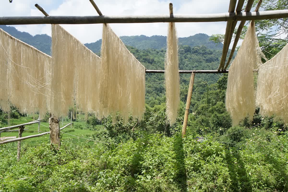 Dong vermicelli, Miến dong