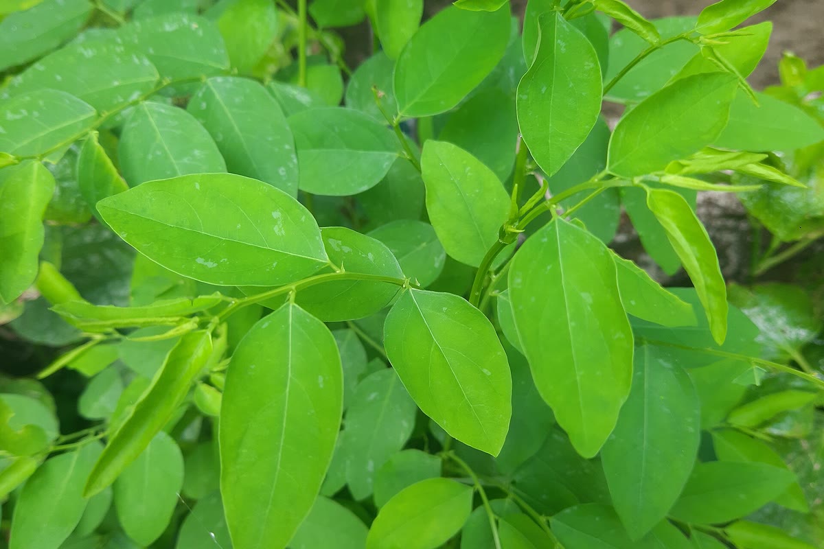 Forest sweet leaf, Rau ngót rừng