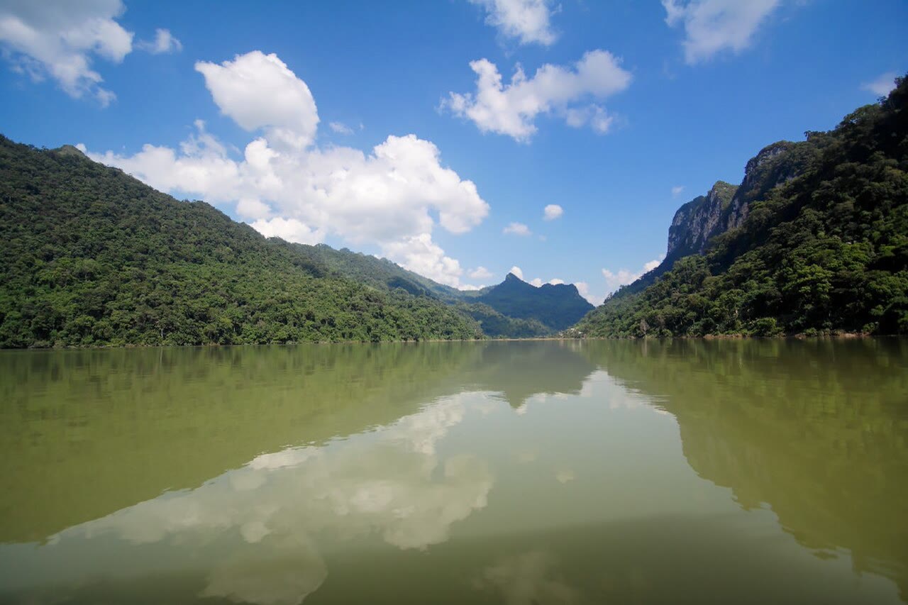 Limestone forest