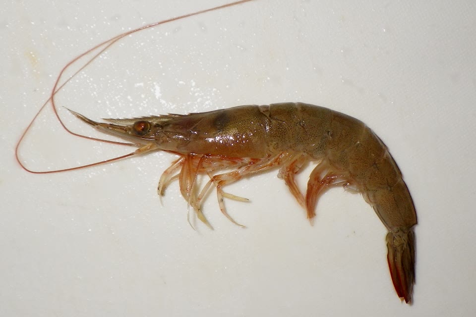 Land shrimp, Tôm đất
