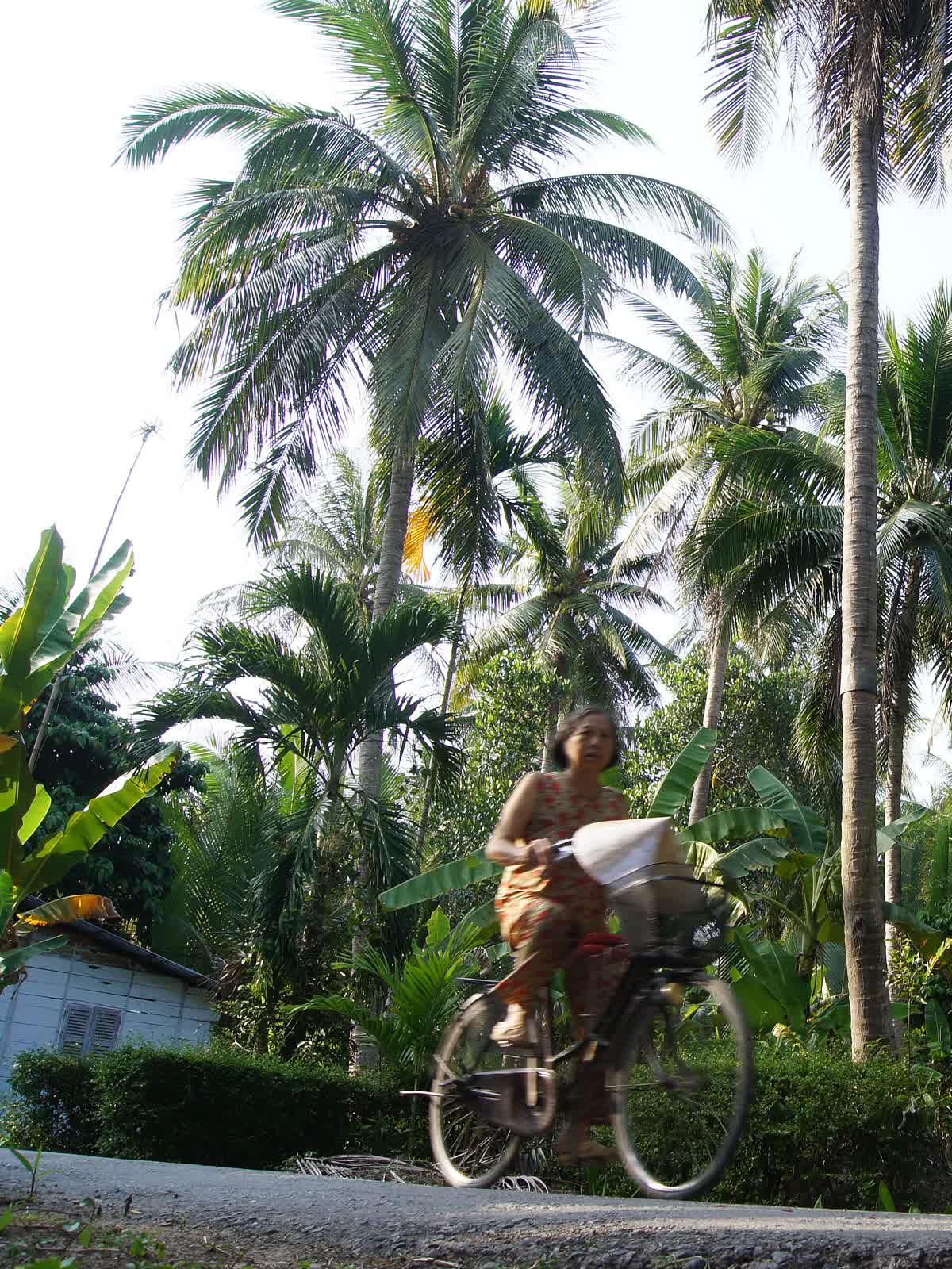 Xứ dừa