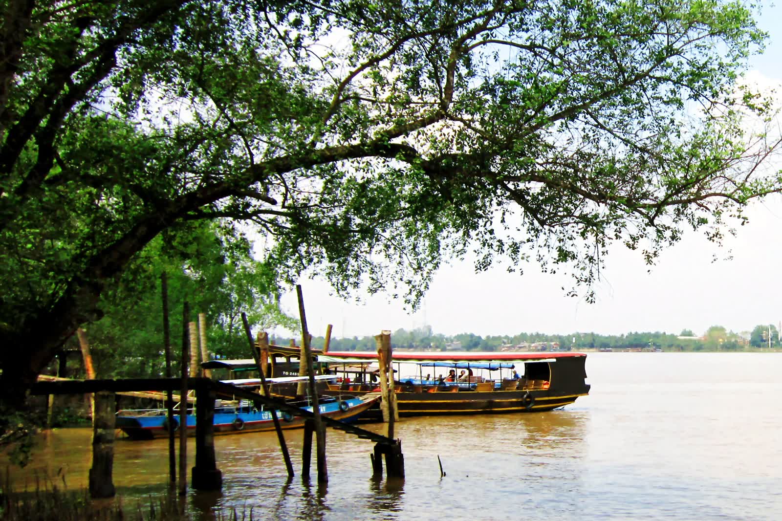 Wooden tourist boats tied at the Cồn Phụng landing on the Tiền