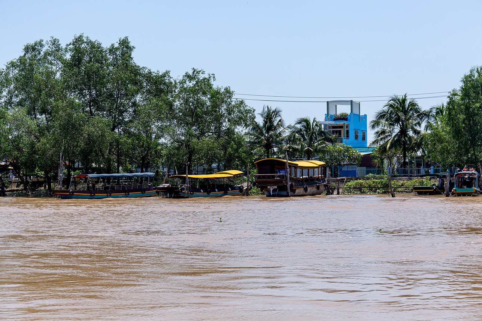 Canopy tourist boats moored on the Ben Tre River, coconut palms on the bank