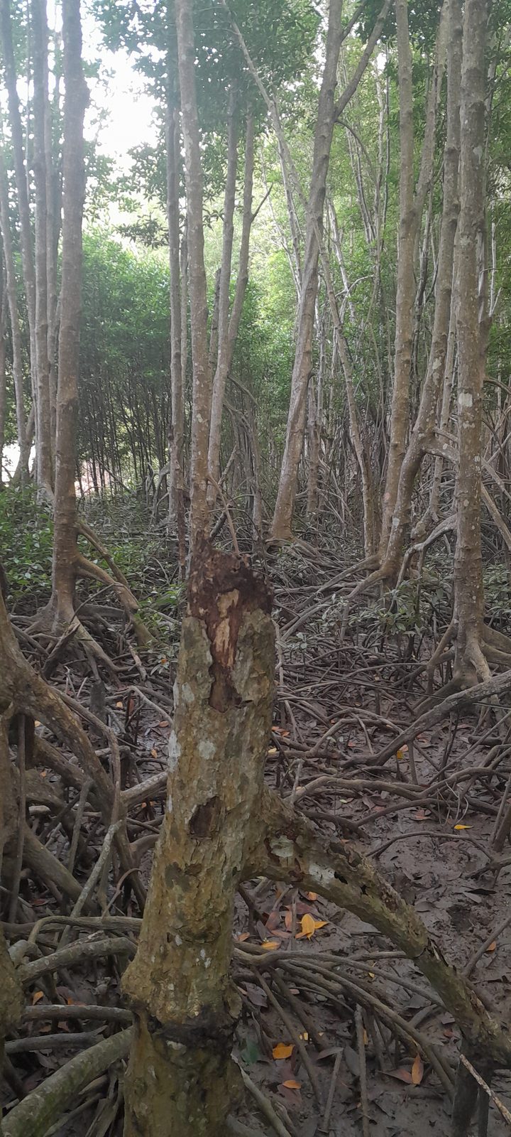 A cut mangrove trunk in front of a dense stand of prop roots and mud
