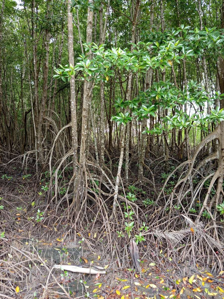 Mui Ca Mau National Park