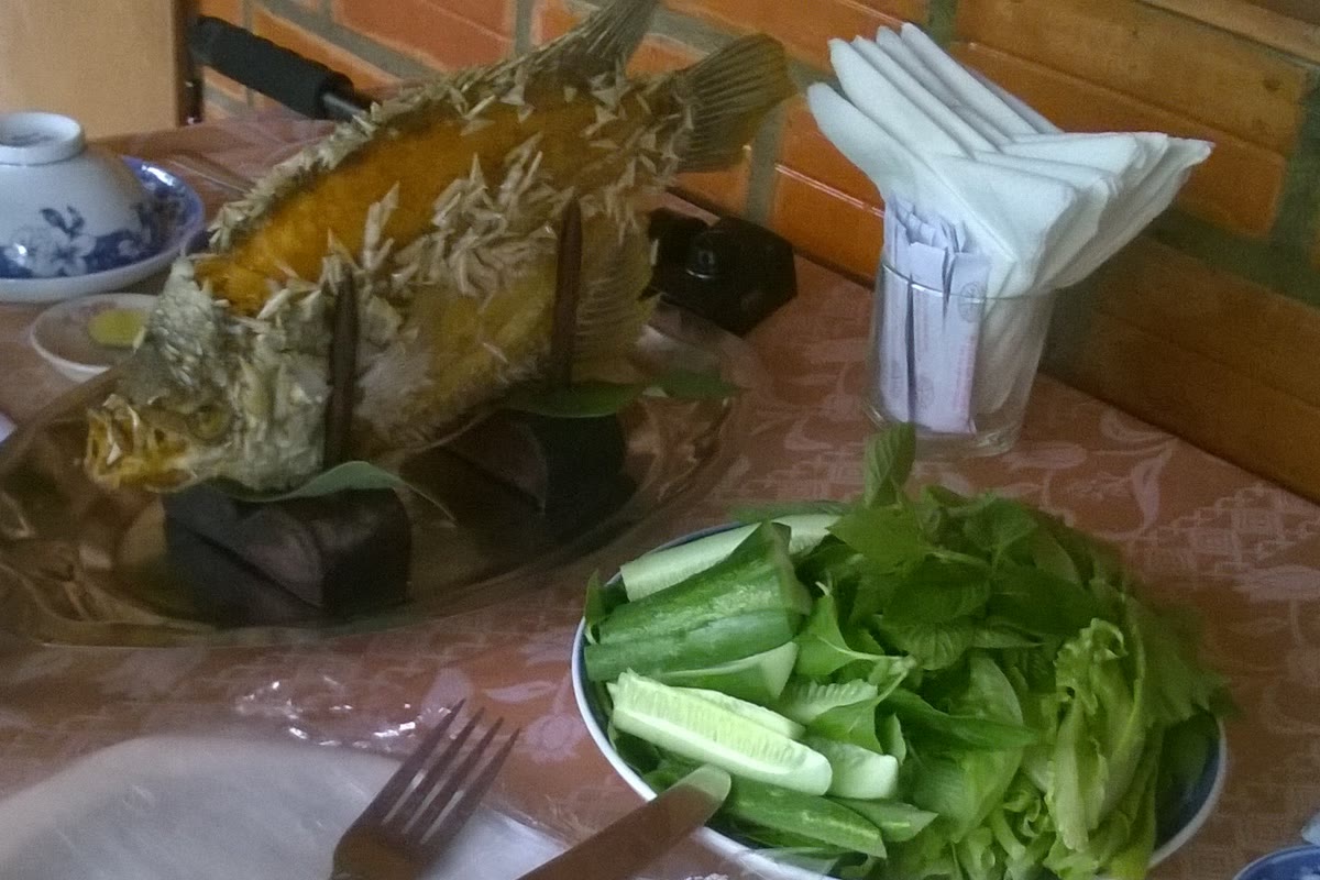Elephant-ear fish, Cá tai tượng