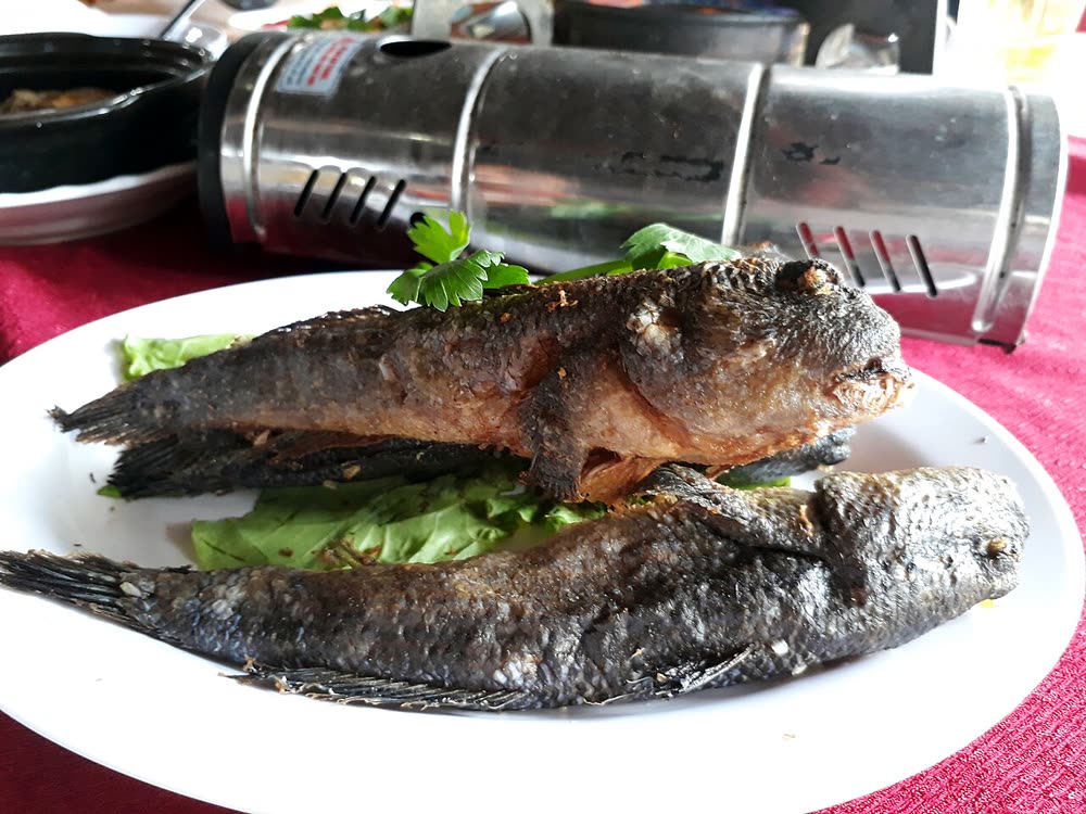 Ca thoi loi, Cá thòi lòi