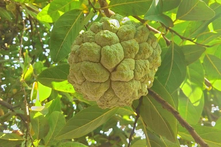 Mang cau, Mãng cầu