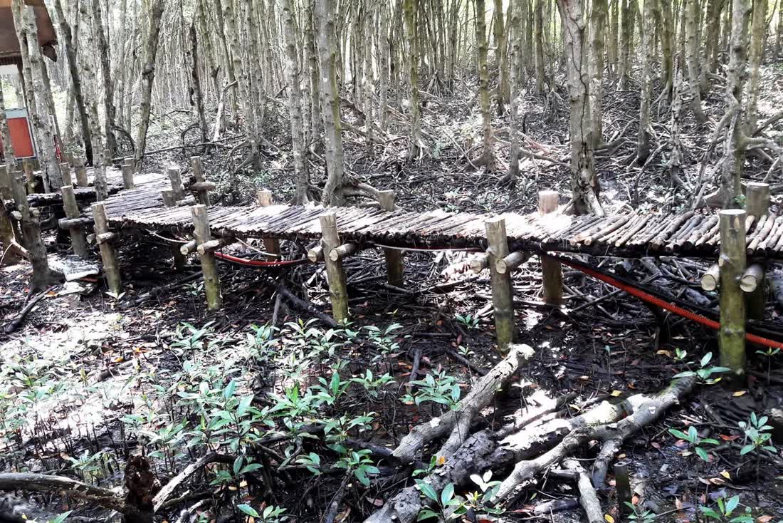 A log boardwalk through mangrove trunks at the Rừng Sác camp