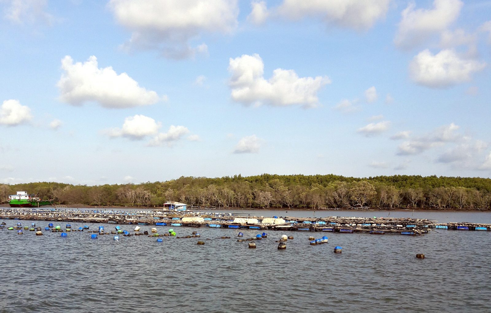 Rows of oyster rafts on the water in front of mangrove at Thạnh An