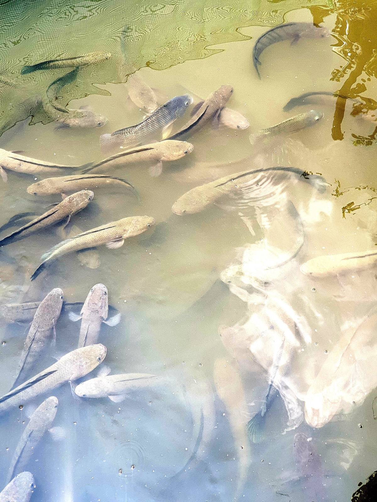 Snakehead fish crowding a pen at feeding time on Con Son islet