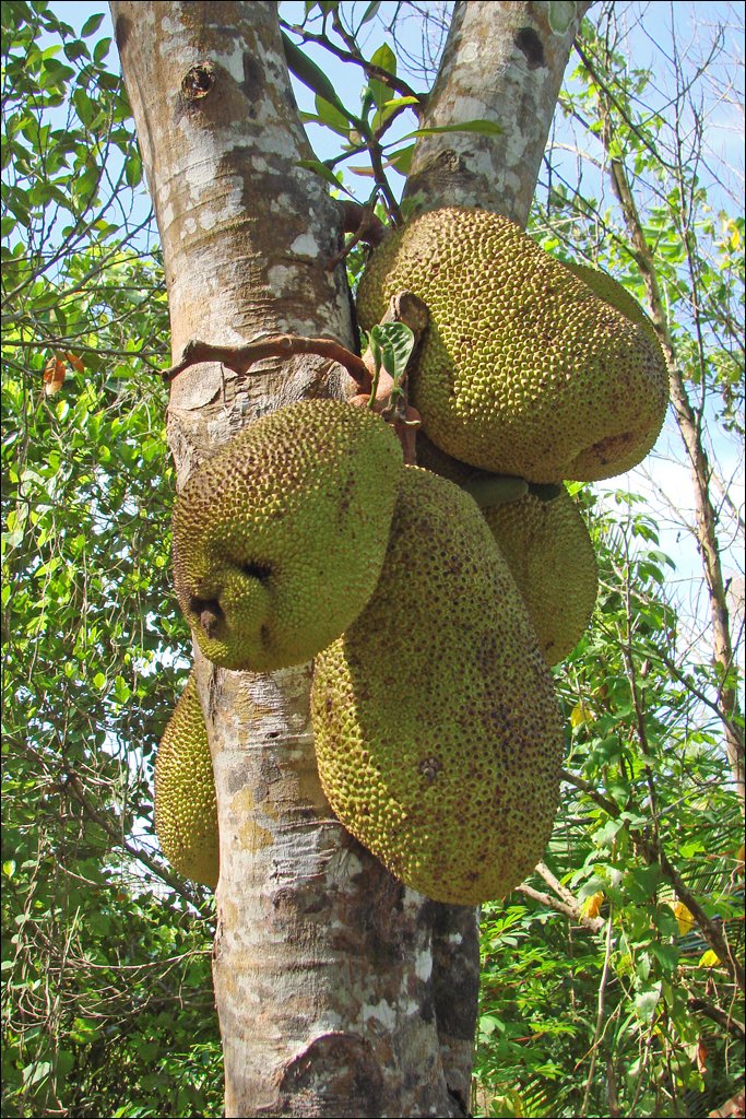 Jackfruit hanging from a tree trunk in the gardens of My Khanh village