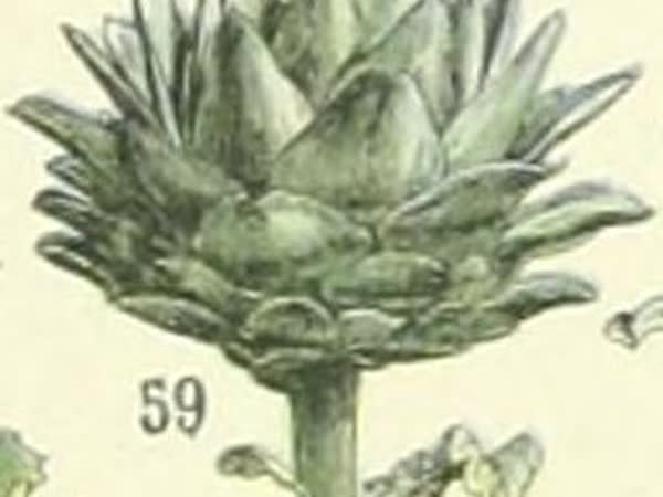 Artichoke extract, Cao atiso