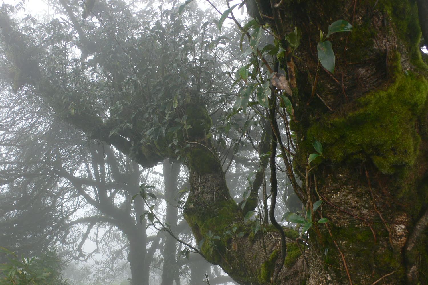 Phia Oac–Phia Den National Park