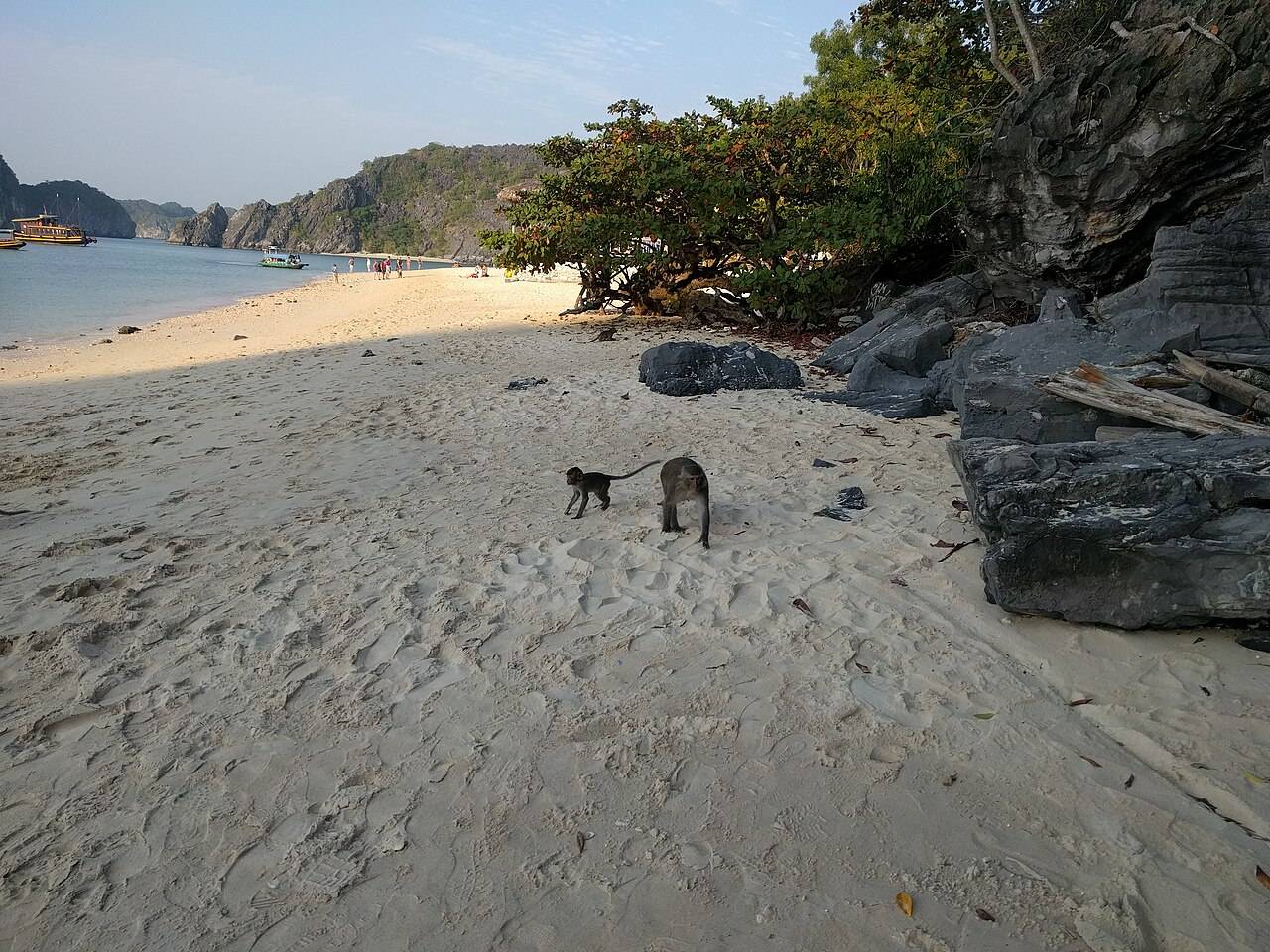 Two young macaques walking on the beach on Monkey Island