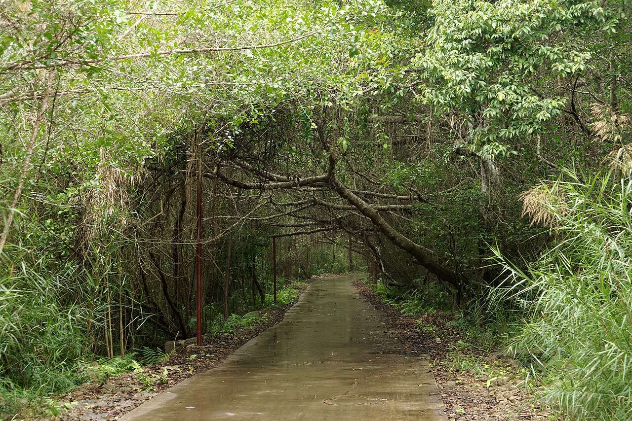 A narrow road under a tunnel of trees on the way to Viet Hai