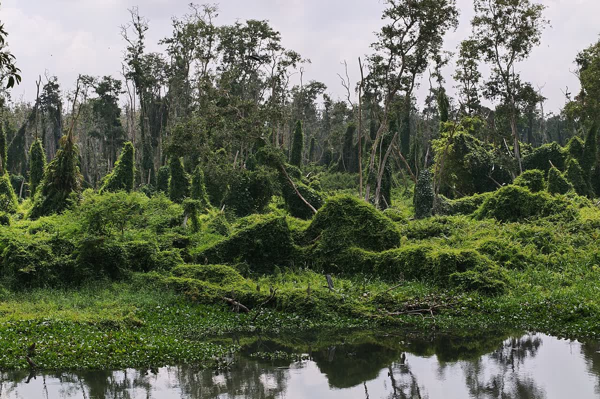 Green flooded forest at Tra Su with still water in the foreground