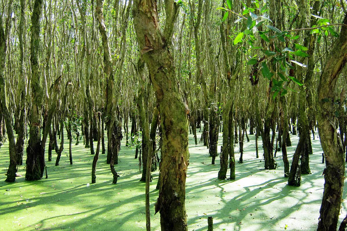 Tra Su Cajuput Forest