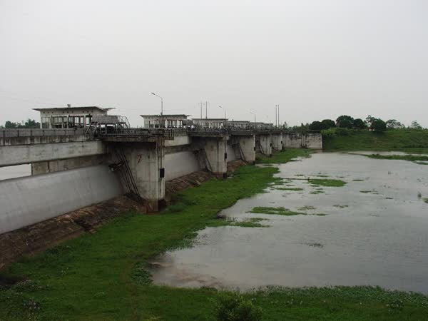 Coc dam, Cóc dầm