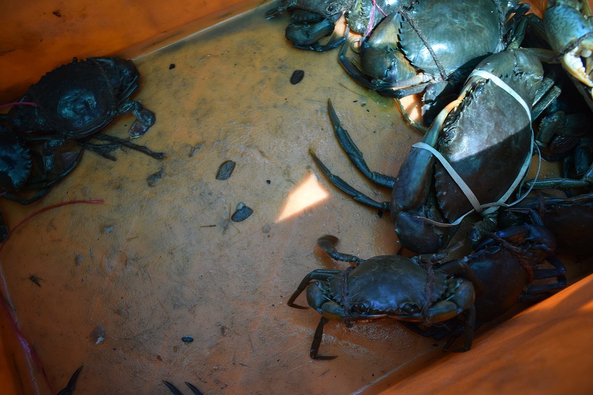 Roe crab and meat crab, Cua gạch; cua thịt