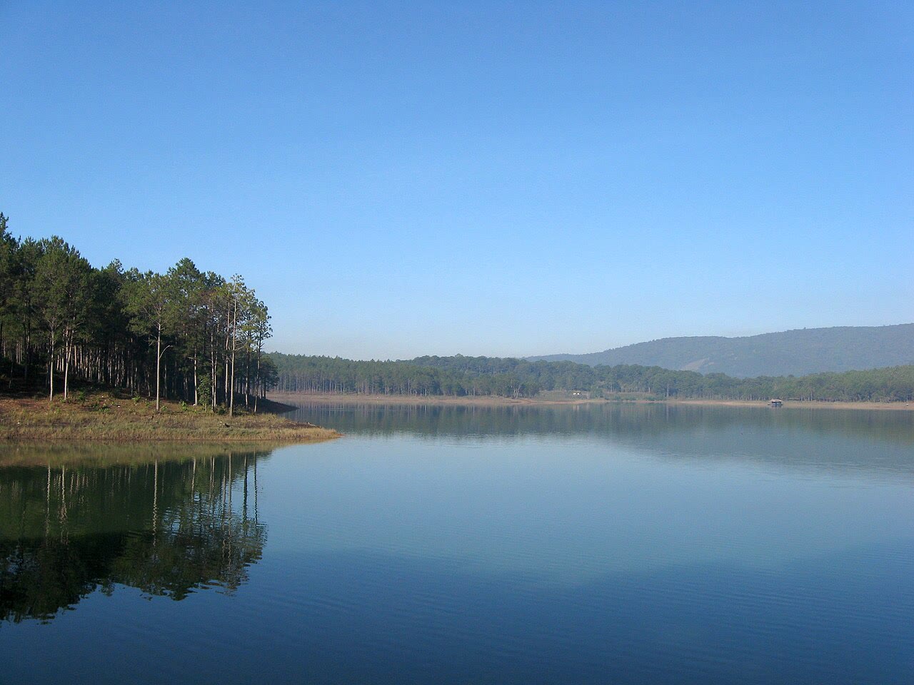 Pines along the shore of Tuyen Lam Lake
