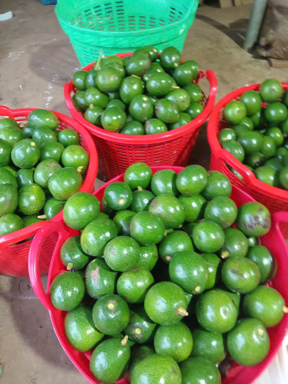 Dak Mil butter avocado, Bơ sáp Đắk Mil