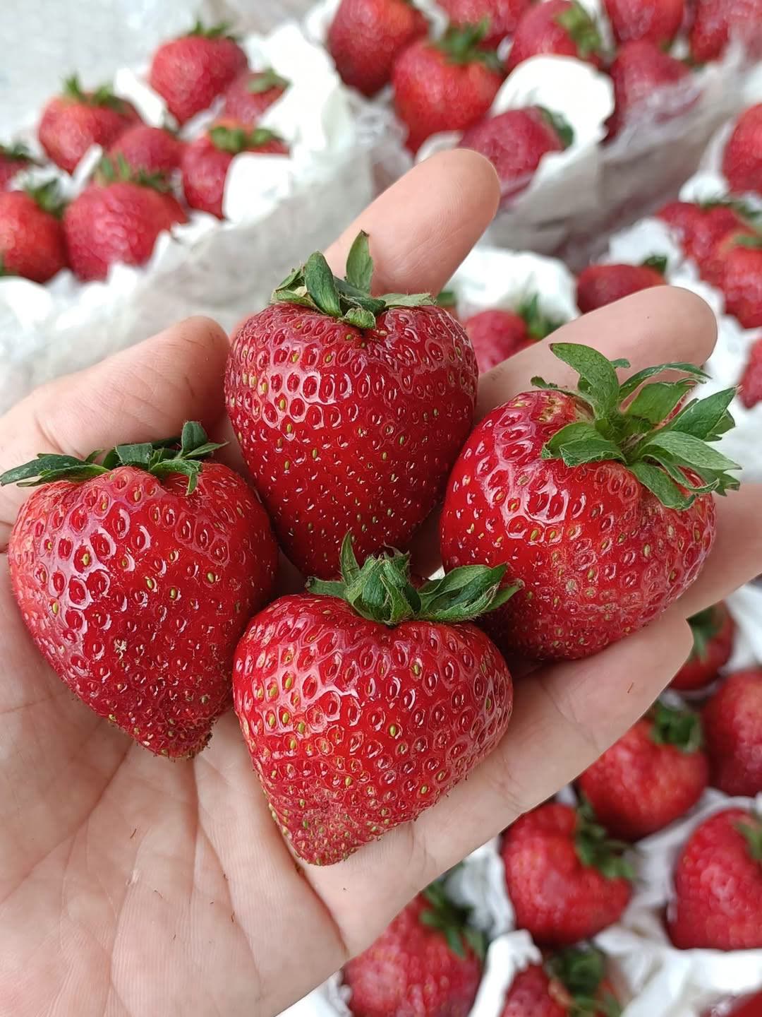 Da Lat strawberries, Dâu tây Đà Lạt