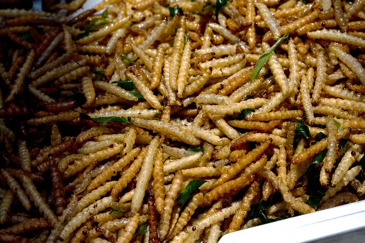 Bamboo worms, 