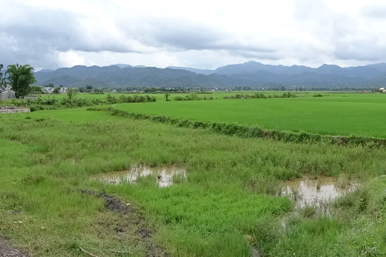 Green rice fields in the Mường Thanh basin and the hills beyond Điện Biên Phủ
