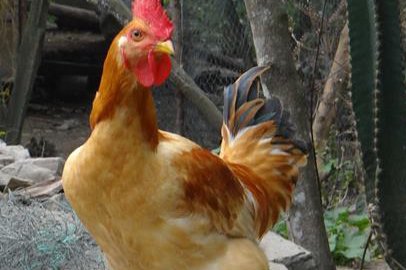 Lien Minh chicken, Gà Liên Minh