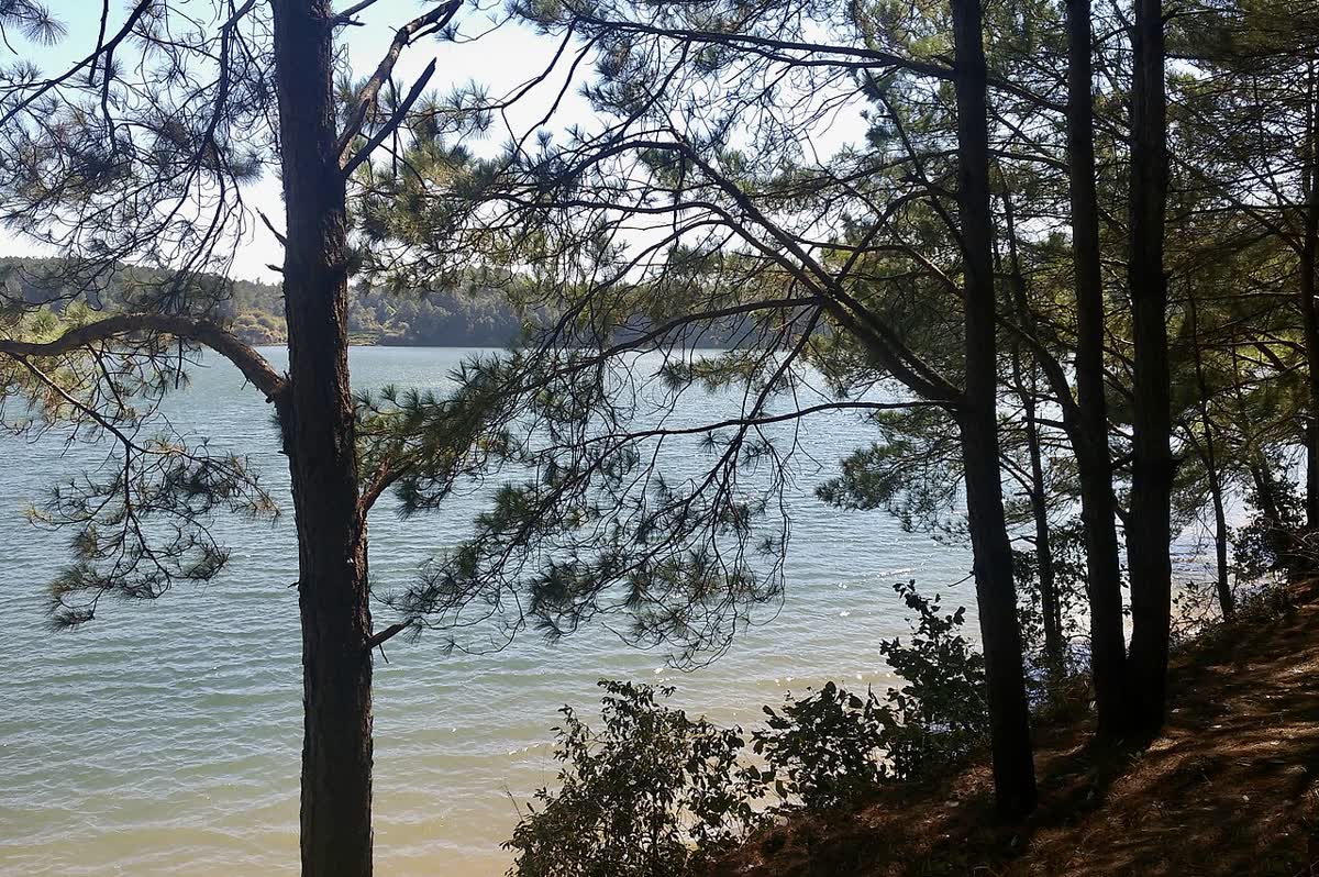 Pine trunks framing Biển Hồ, with the far forested shore across the water