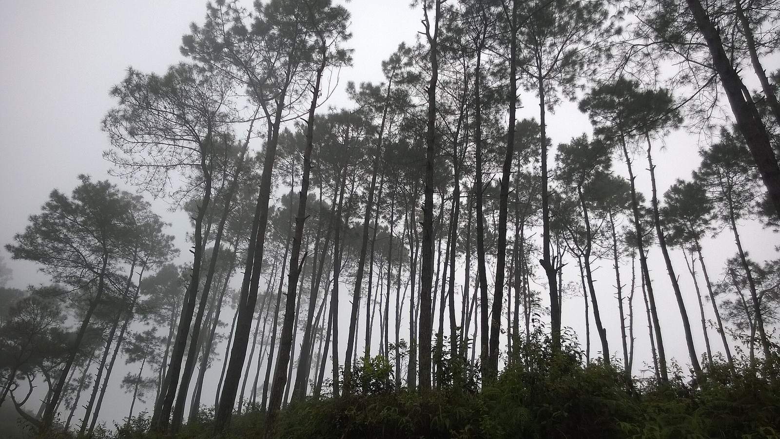 Tall pines in mist at Yen Minh, with undergrowth along the slope