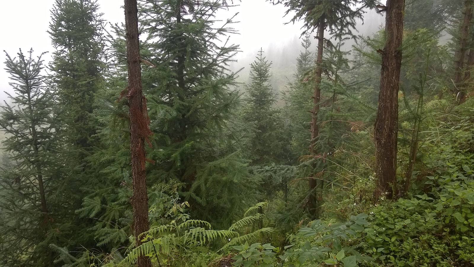 Yen Minh pine forest