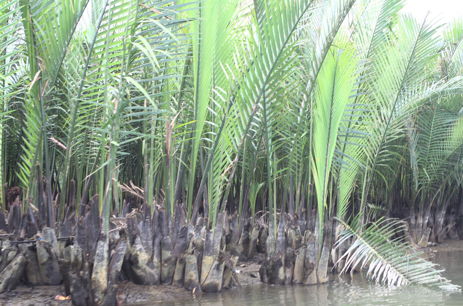 A stand of nipa palms with thick trunks at the edge of the water near Cam Thanh