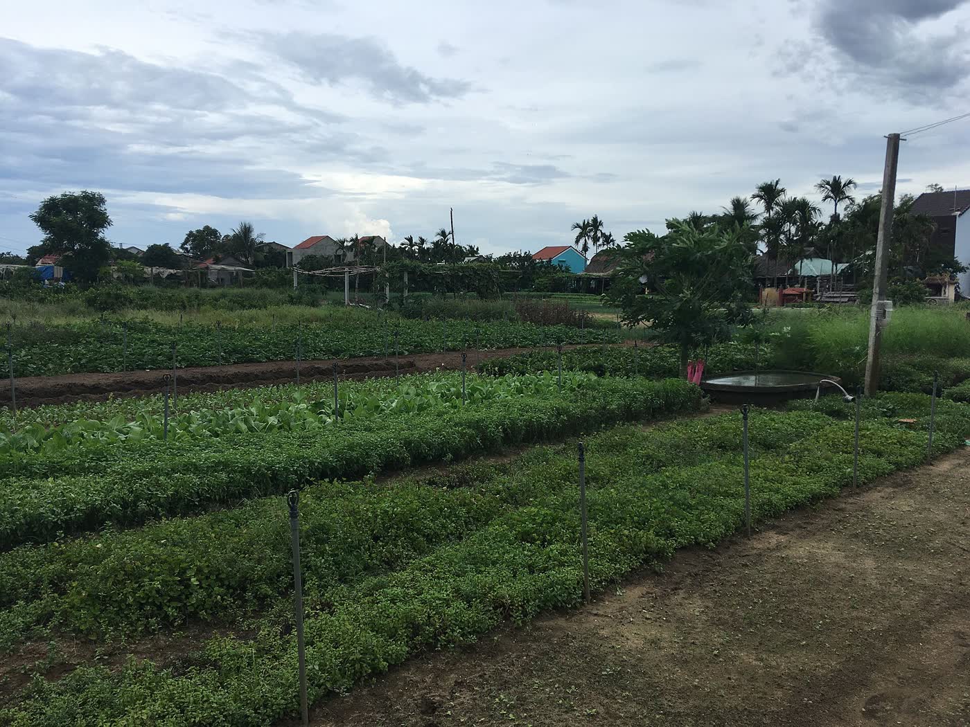 Rows of herbs at Tra Que vegetable village, with a round water basin and houses behind