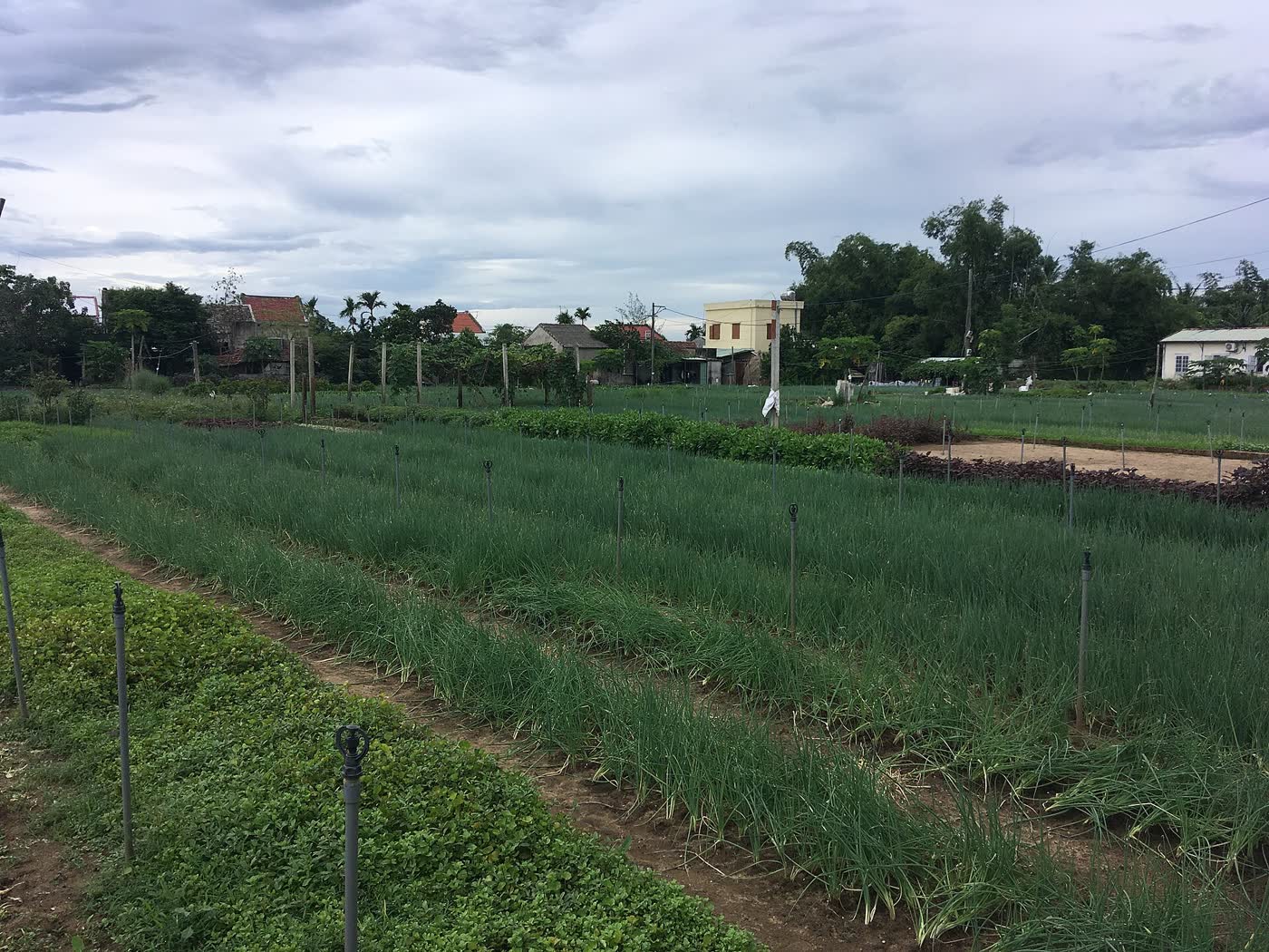 Herb beds and a path at Trà Quế