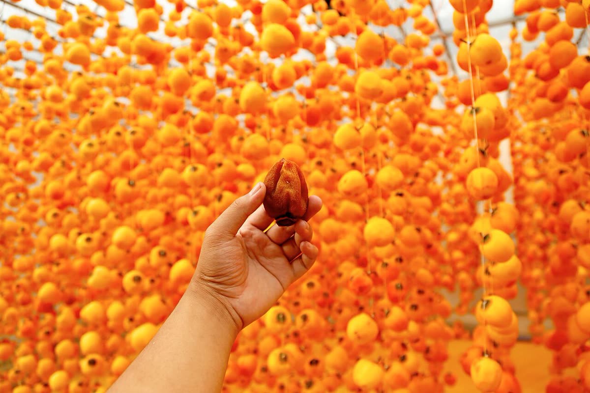 Wind-dried persimmon, Hồng treo gió