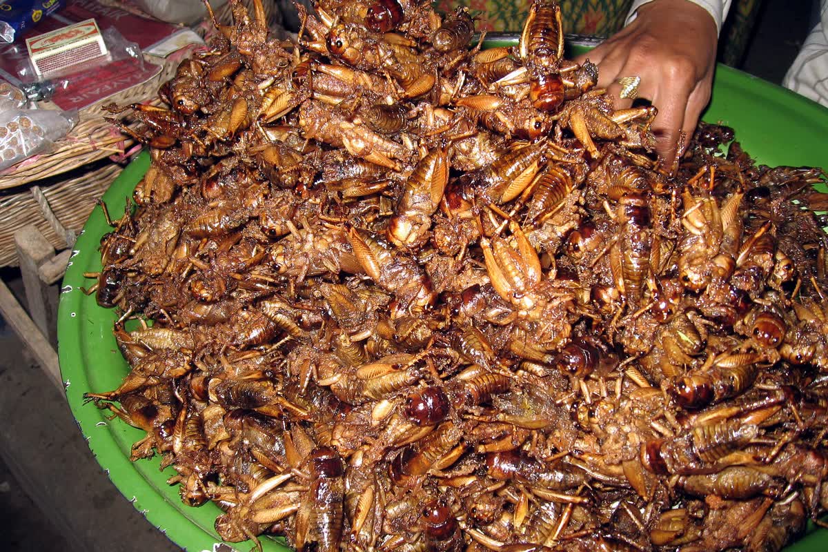 Fried crickets