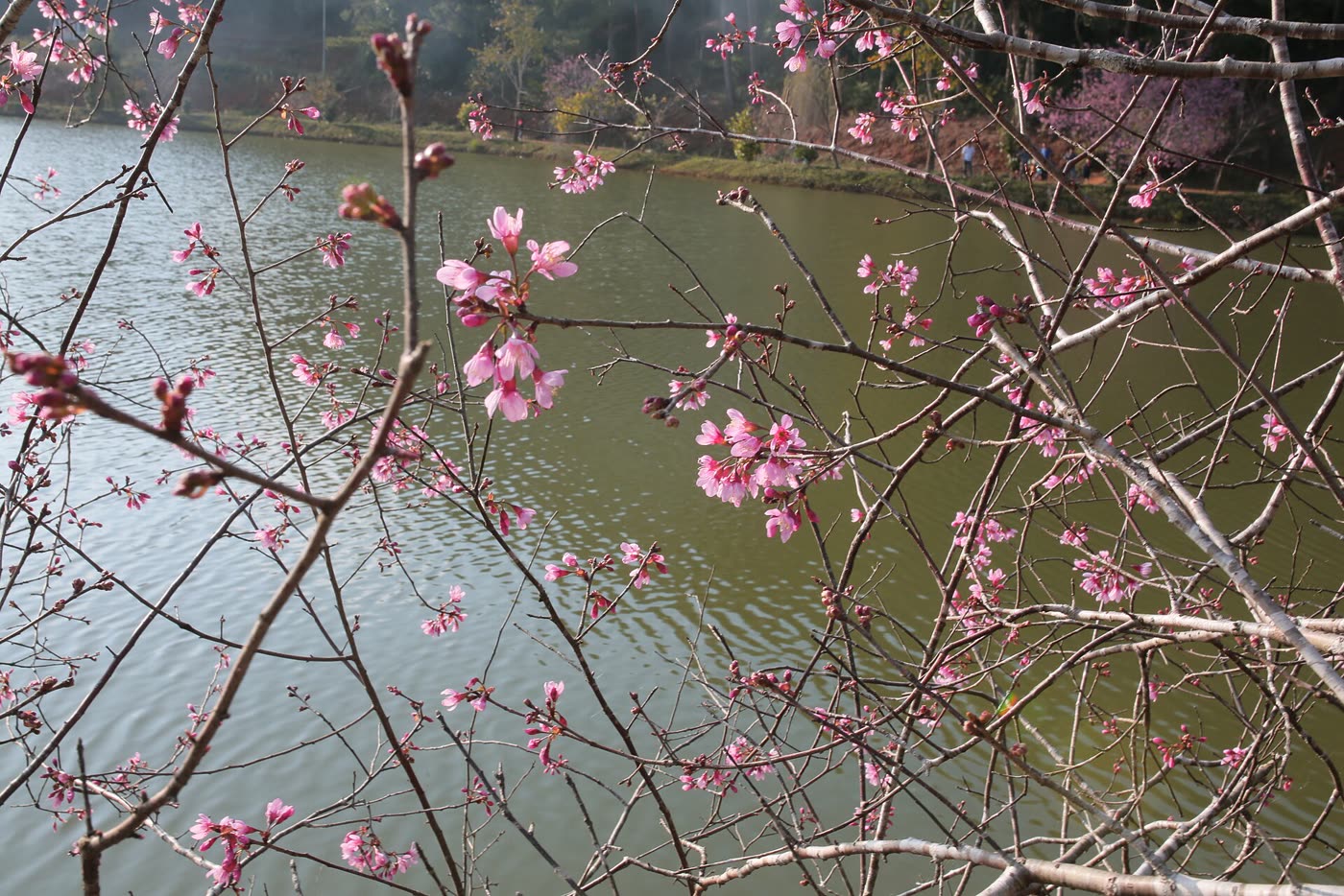 Pink blossom branches in front of the green water of Dak Ke lake