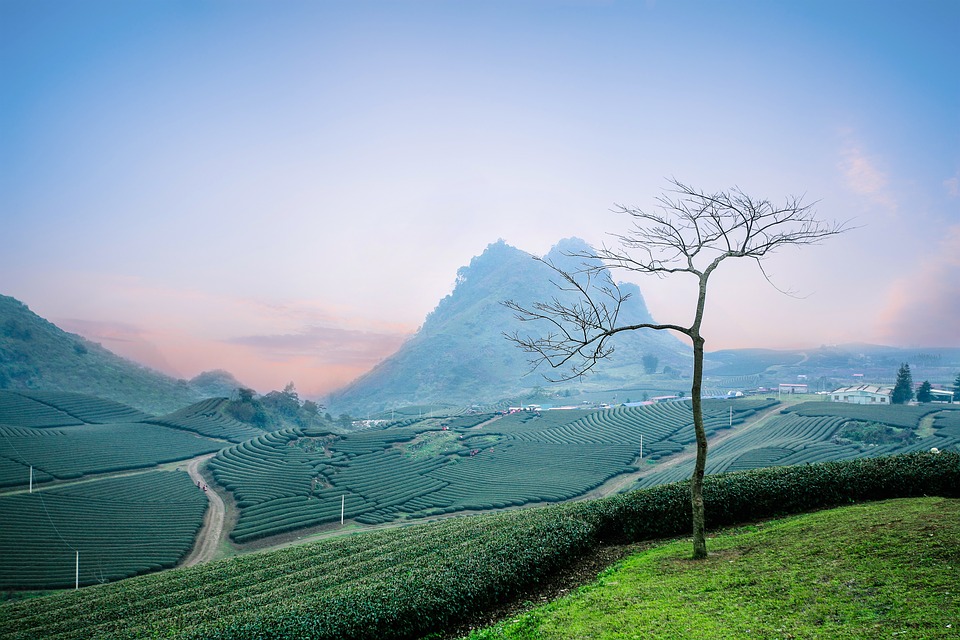 Green contour tea rows, a bare tree, and a peak above Tan Lap in the morning