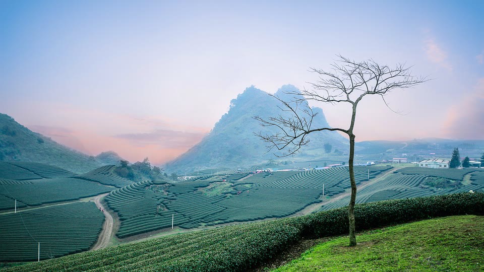 Moc Chau