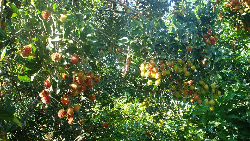 Thoi Son orchard fruit, Trái cây vườn Thới Sơn