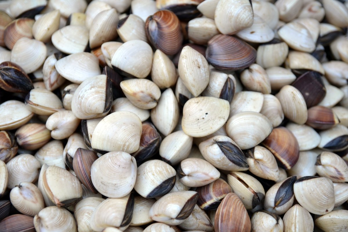 Clam, Ngao