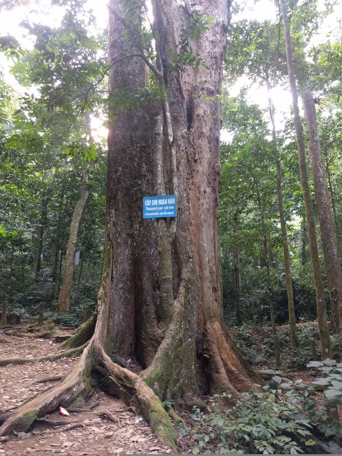 A huge buttressed tree in the forest at Cuc Phuong National Park, with a blue plaque on the trunk