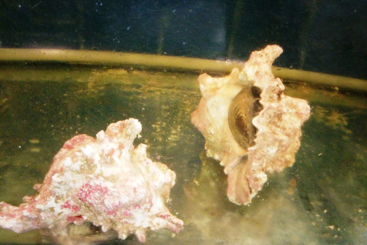 Ốc biển, Ốc biển