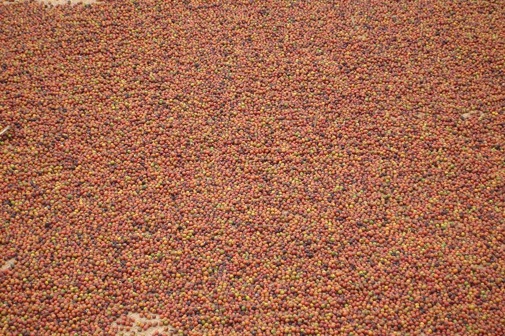 Phu Quoc pepper, Hồ tiêu