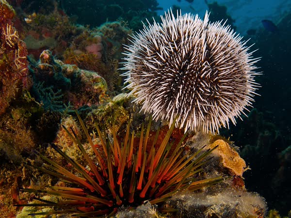 Grilled sea urchin, Nhum biển