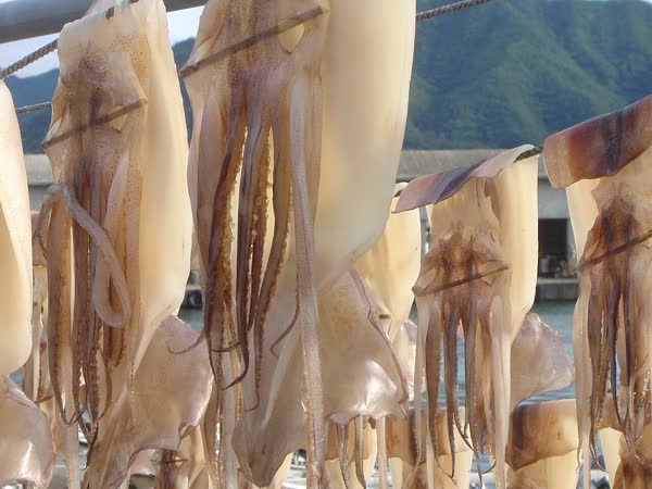 Squid