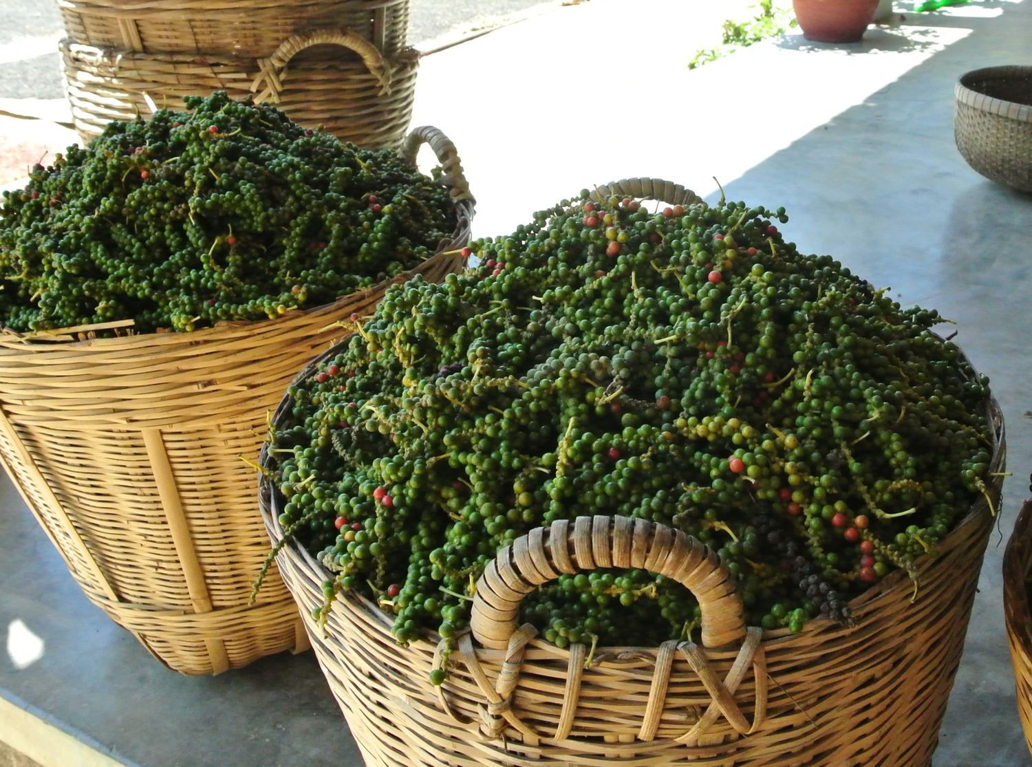 Baskets of green peppercorns at a farm house on Phu Quoc