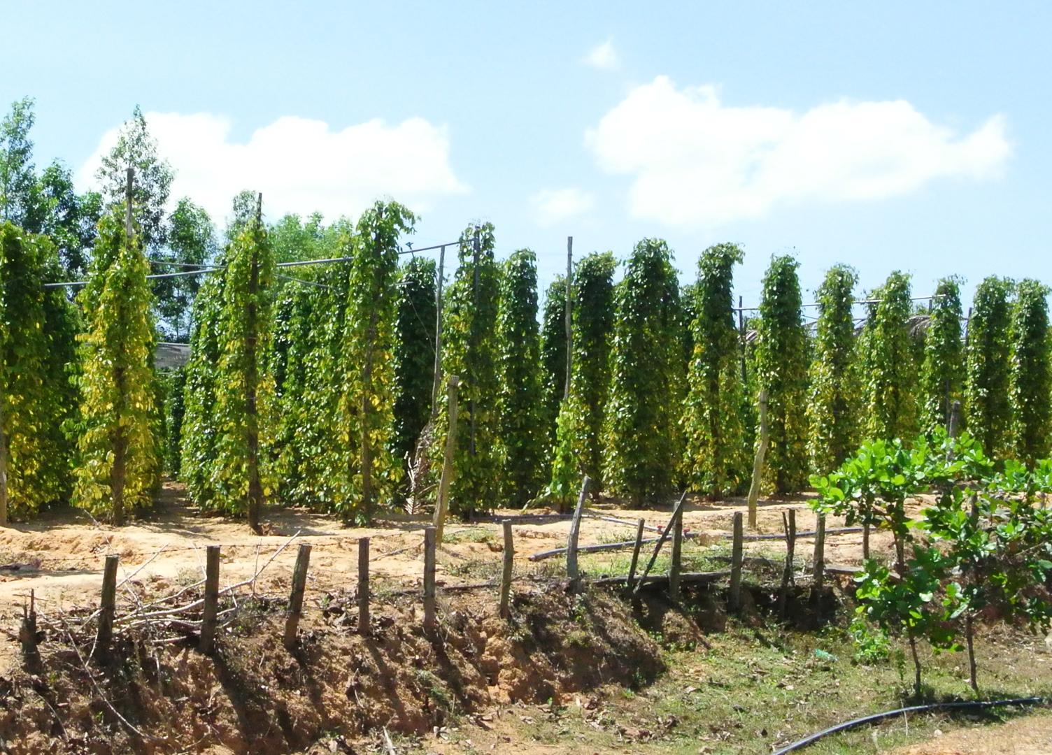 Pepper vines trained up poles in a Phú Quốc garden